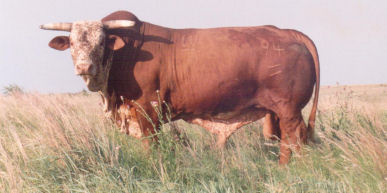 Bar W 94 range bull as a 6-yr-old -- This bull was selected for a sub-tropical rangeland environment