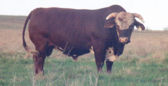 Bar W 237 range bull at maturity -- This bull was selected for a low-input range operation in north-central Texas.