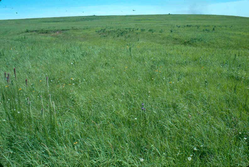 Large area of native rangeland, or in other words, a sea of grass