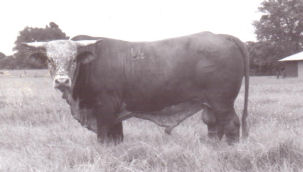 Bar W 94 range bull as a 2-yr-old