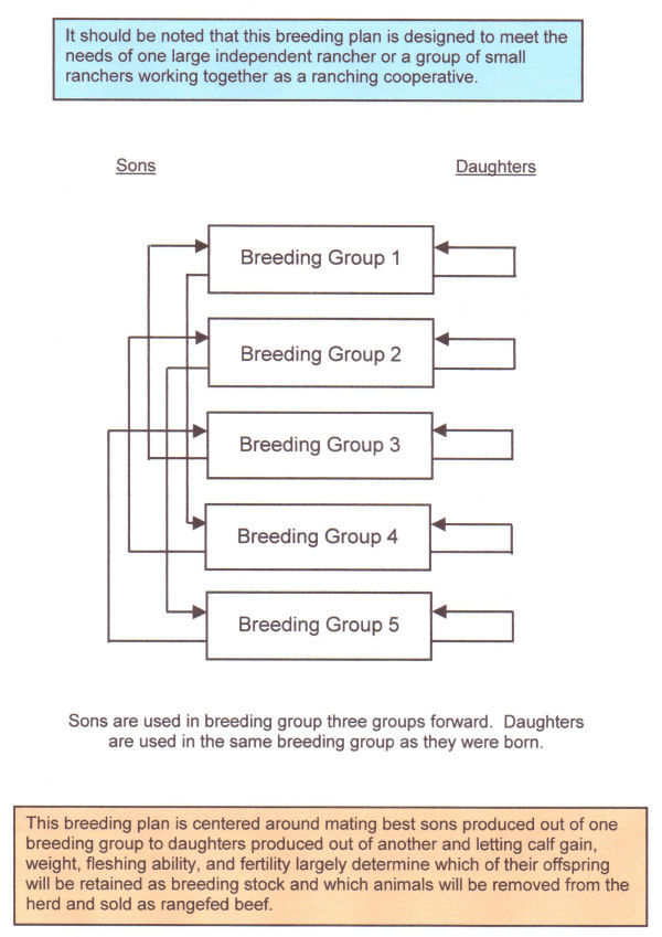 Closed population breeding plan with five breeding groups