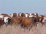 cattle grazing on mid-grass rangeland in north-central Texas