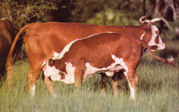 Mature range cow and calf.  Bred for a subtropical rangeland environment