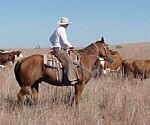 cattle grazing on mid-grass rangeland in north-central Texas