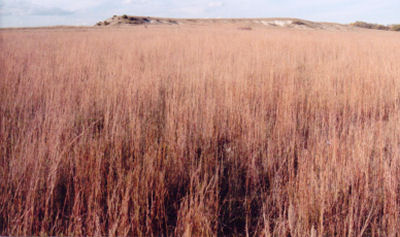 mid-grass rangeland in the winter