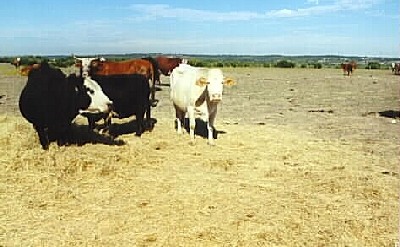 Feeding hay in the summer