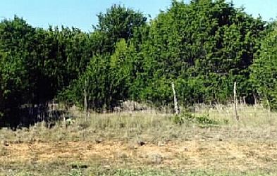 Mid-grass rangeland converted to brush - the result of overgrazing.