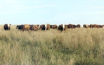 Lightly stocked mid-grass rangeland